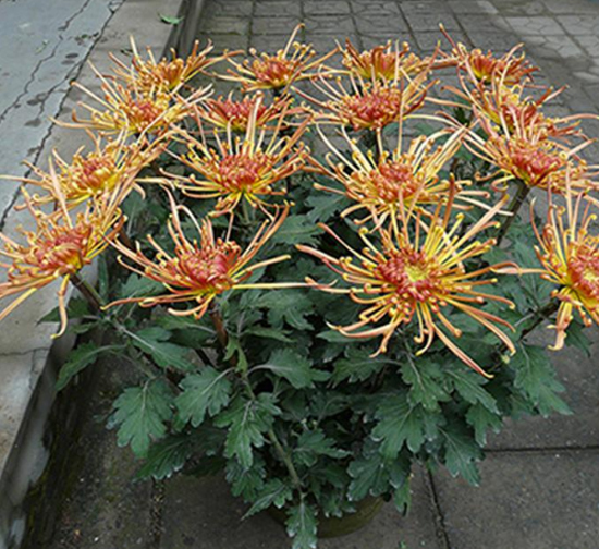 青海 霞光四射菊花盆花