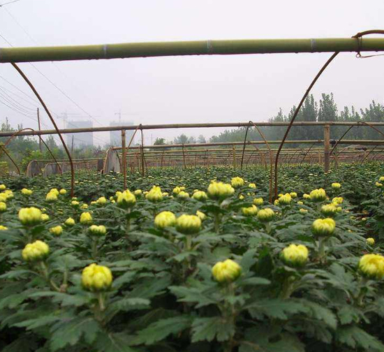 山西菊花种苗基地