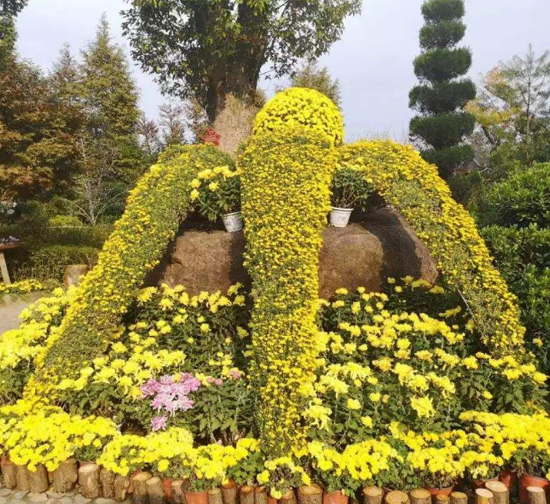 龙岩精品菊花造型