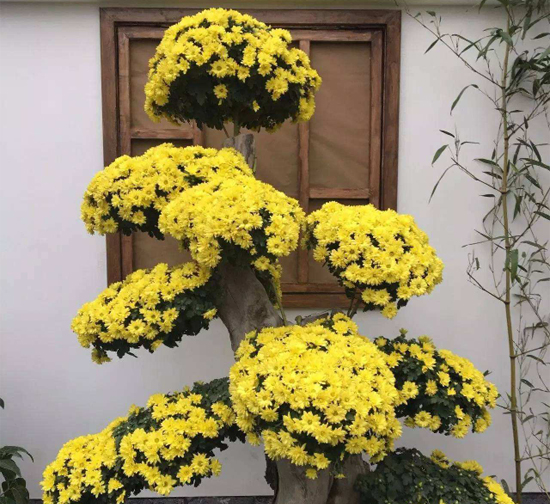 贺州造型菊花种植