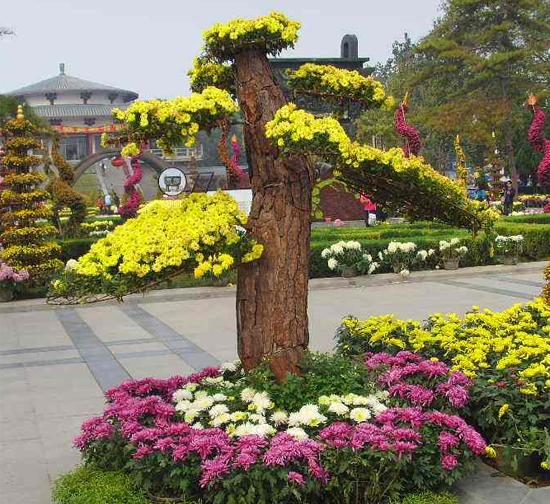 新疆 菊花造型