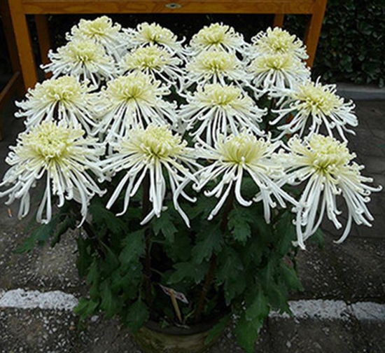 泉香水长菊花