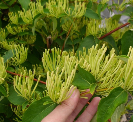 自贡菊花种植基地