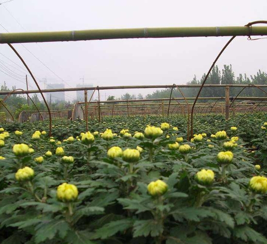 菊花种苗基地