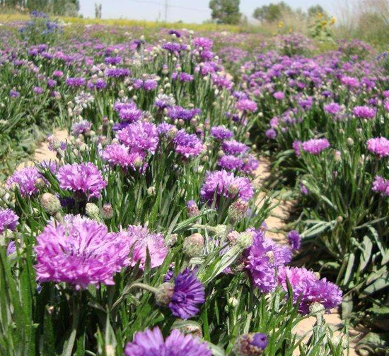 菊花种植