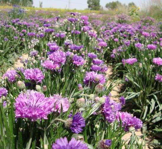 昌江黎族自治县菊花种植