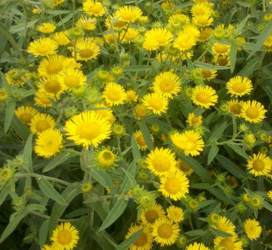 精品菊花种植